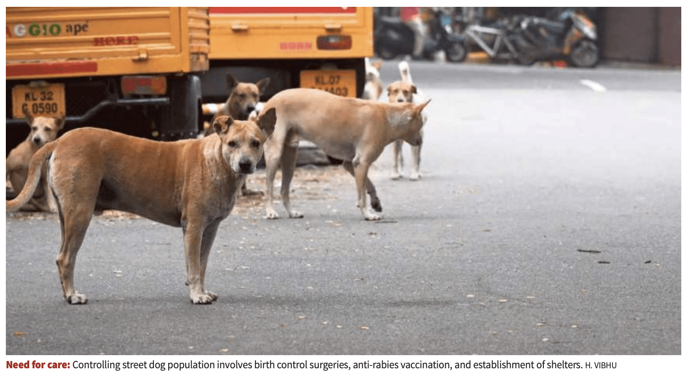 rabies burden in India linked to free-ranging dogs