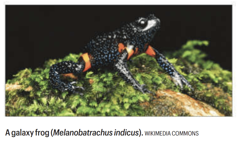 Galaxy frog decline