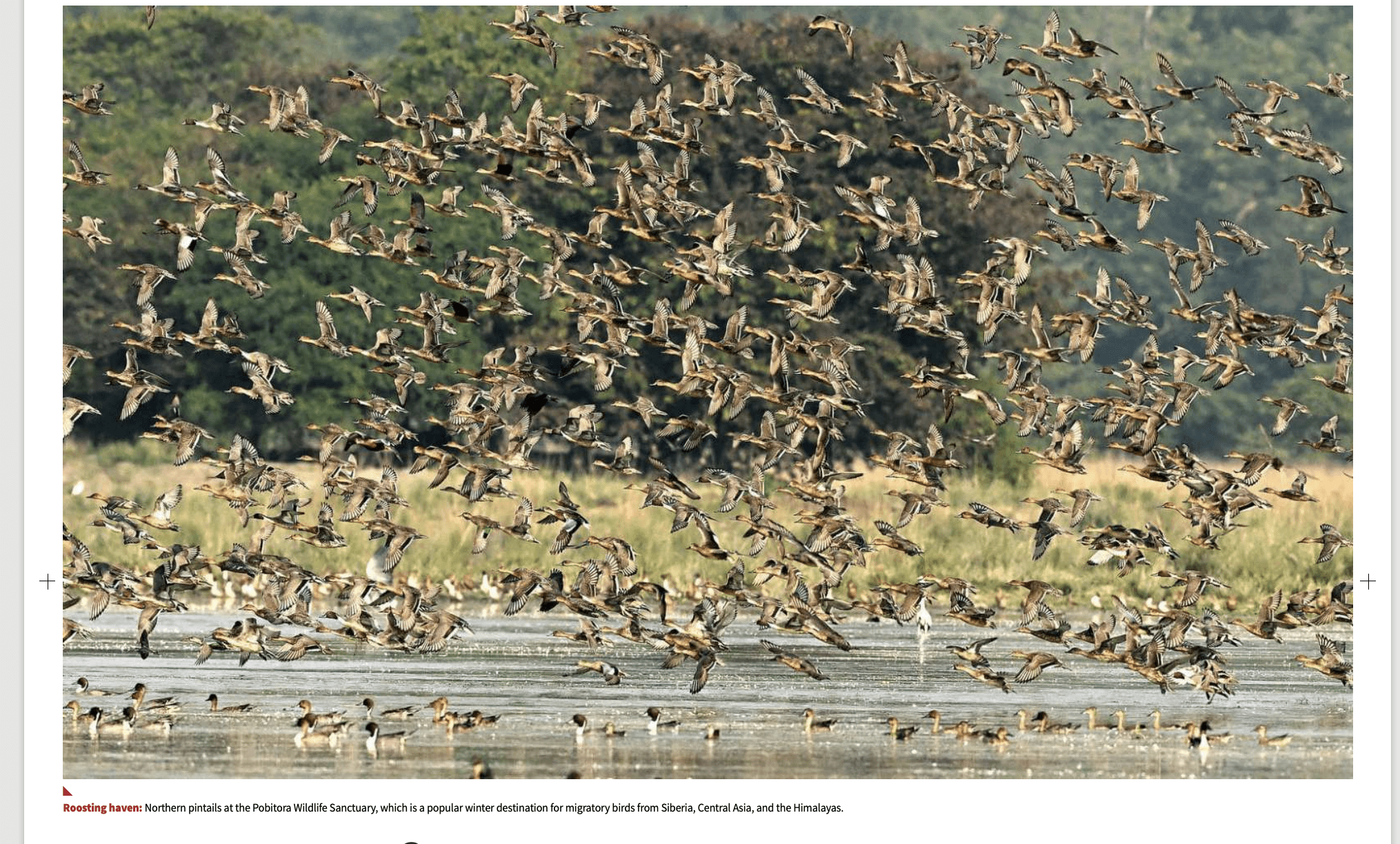 Assam wetlands migratory birds