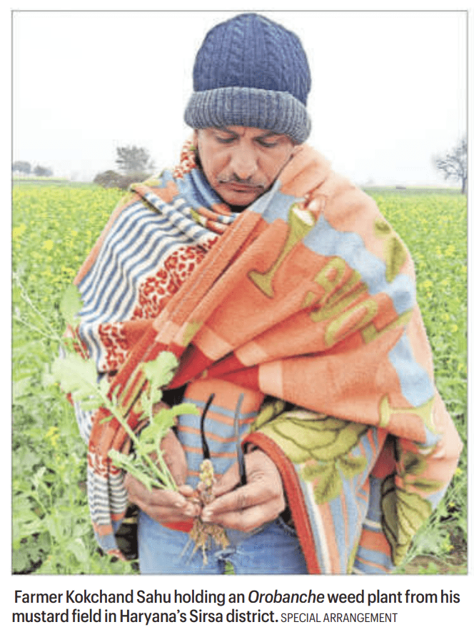 Orobanche threat mustard